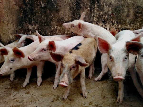 group of pigs in pen