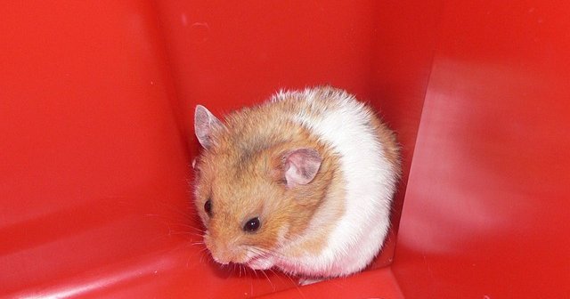 hamster in red container