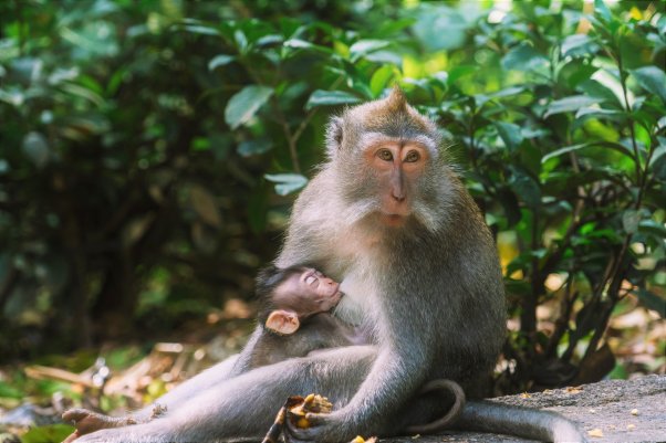 macaque mom feeding baby