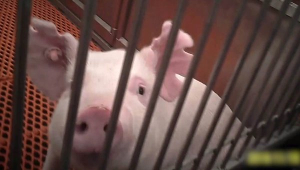 Pig looking at viewer from a barren cage. There are multiple notches in their ears.