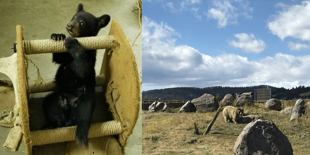 Meet 25 Bears From Yellowstone Undergo Global