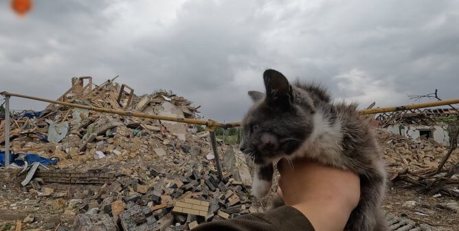 teams rescue animals ukraine