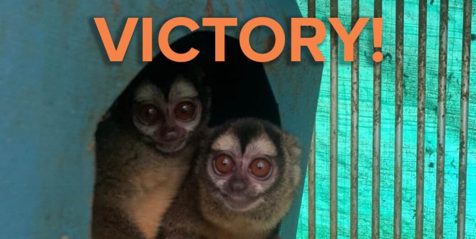 monkeys in Colombia with victory text in orange above them