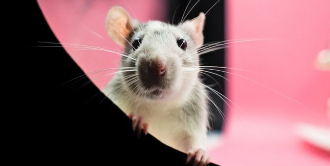 mouse with pink background