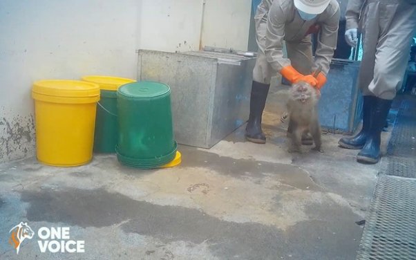 Two people in hazmat suits drag away a primate