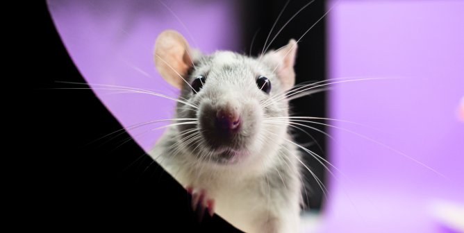 rat leans over ledge purple background