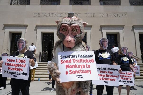 Demonstrators wearing monkey masks stand in front of the department of the interior. One activist is wearing a costumew