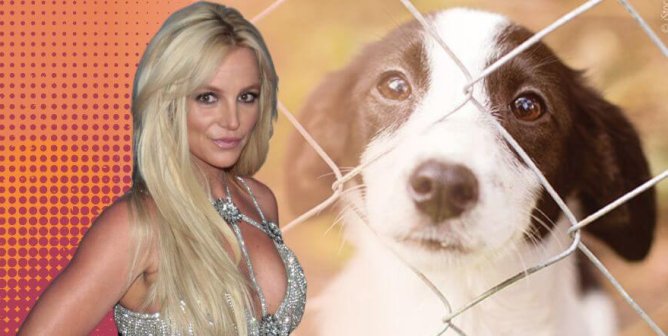 Britney Spears next to Max the Shelter dog behind fence