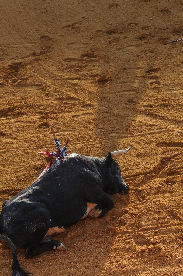 A bull who was killed by a Matador in a bullfighting ring in Madrid, Spain.