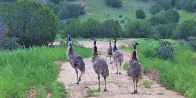 Emus walking down dirt path in open area