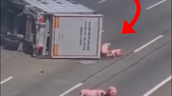 an overturned freight truck with pigs spilling out the back end