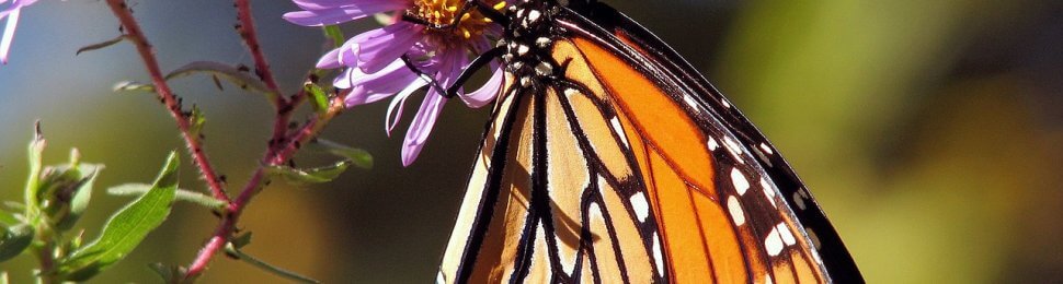 Butterfly on a purple flower