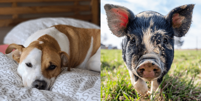 (left) brown and white dog laying on a bed with a patterned comforter (right) black and pink pig standing on grass and covered in mud