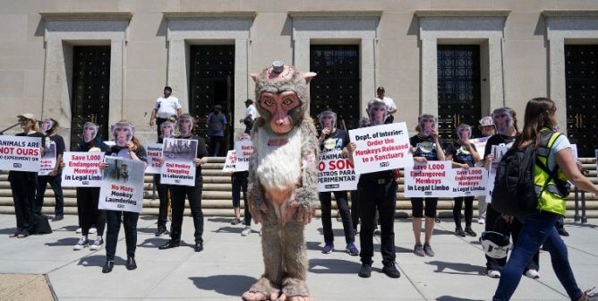 ‘Monkeys’ Cause Uproar at Department of the Interior to Help Primates in Limbo