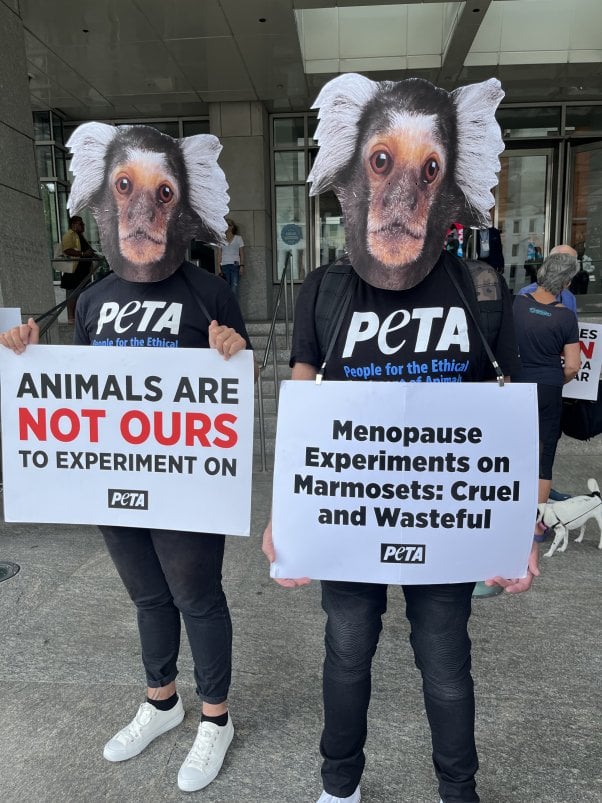 Two activists at a demo wearing marmoset masks. They are both wearing peta shirts and are holding signs with text that reads animals are not ours to experiment on and menopause experiments on marmosets: cruel and wasteful.