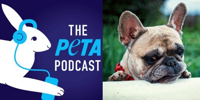 PETA podcast logo on left, Breathing-impaired breed leaning on counter in front of grass on right