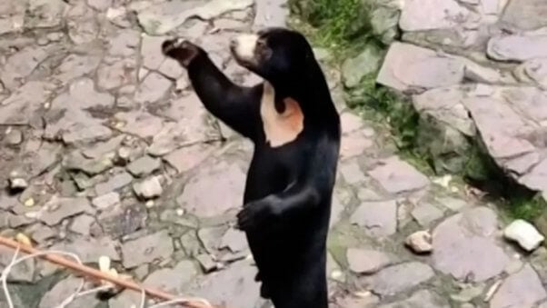 Real Reasons a Chinese Zoo’s Sun Bear Should Go Viral | PETA