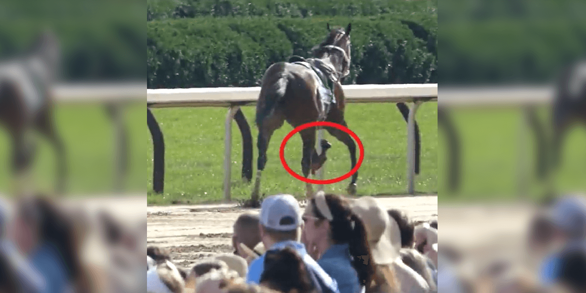 Suspend Racing at Saratoga After 14 Horse Deaths PETA
