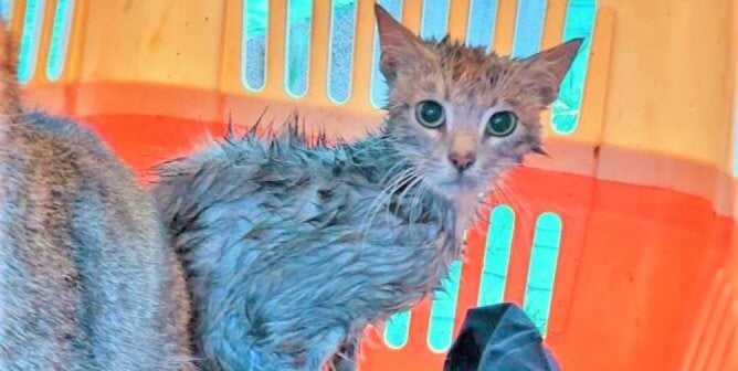 wet small cat in orange crate
