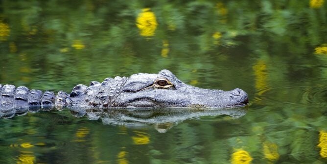 alligator in water