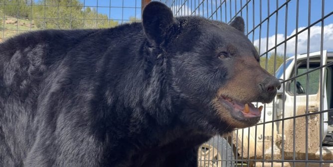 black bear looking out of cage arriving at wild animal refuge