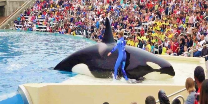 Corky the orca being forced to perform