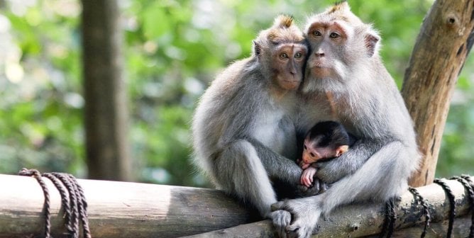 A long-tailed macaque family