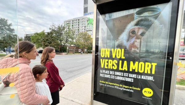 PETA is plastering stark new ads throughout Montréal calling out Canadian officials for enabling the deadly Cambodian monkey-importation industry