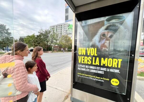 PETA is plastering stark new ads throughout Montréal calling out Canadian officials for enabling the deadly Cambodian monkey-importation industry