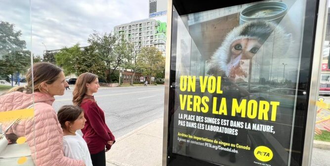 PETA is plastering stark new ads throughout Montréal calling out Canadian officials for enabling the deadly Cambodian monkey-importation industry