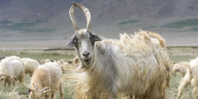 A goat in a field