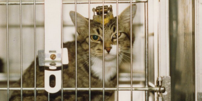 Will You Help Animals in Laboratories?