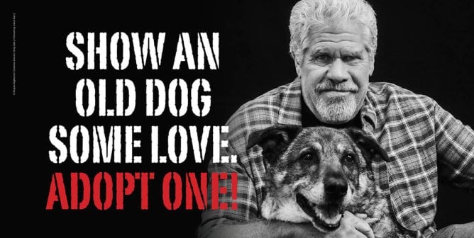 Ron Perlman with dog Sassy next to white and red text that says "Show an old dog some love. Adopt one!"