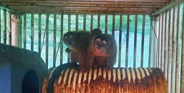 two monkeys on rusted pipe in lab in Colombia