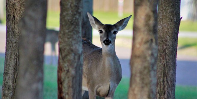 Whitetail doe looking at camera from between tree trunks