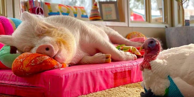 esther the wonder pig sleeping next to turkey Cornelius