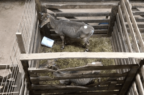 emaciated nilgai in a wooden pen and straw bedding