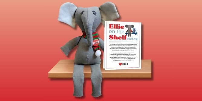 Ellie the Elephant sits on a shelf
