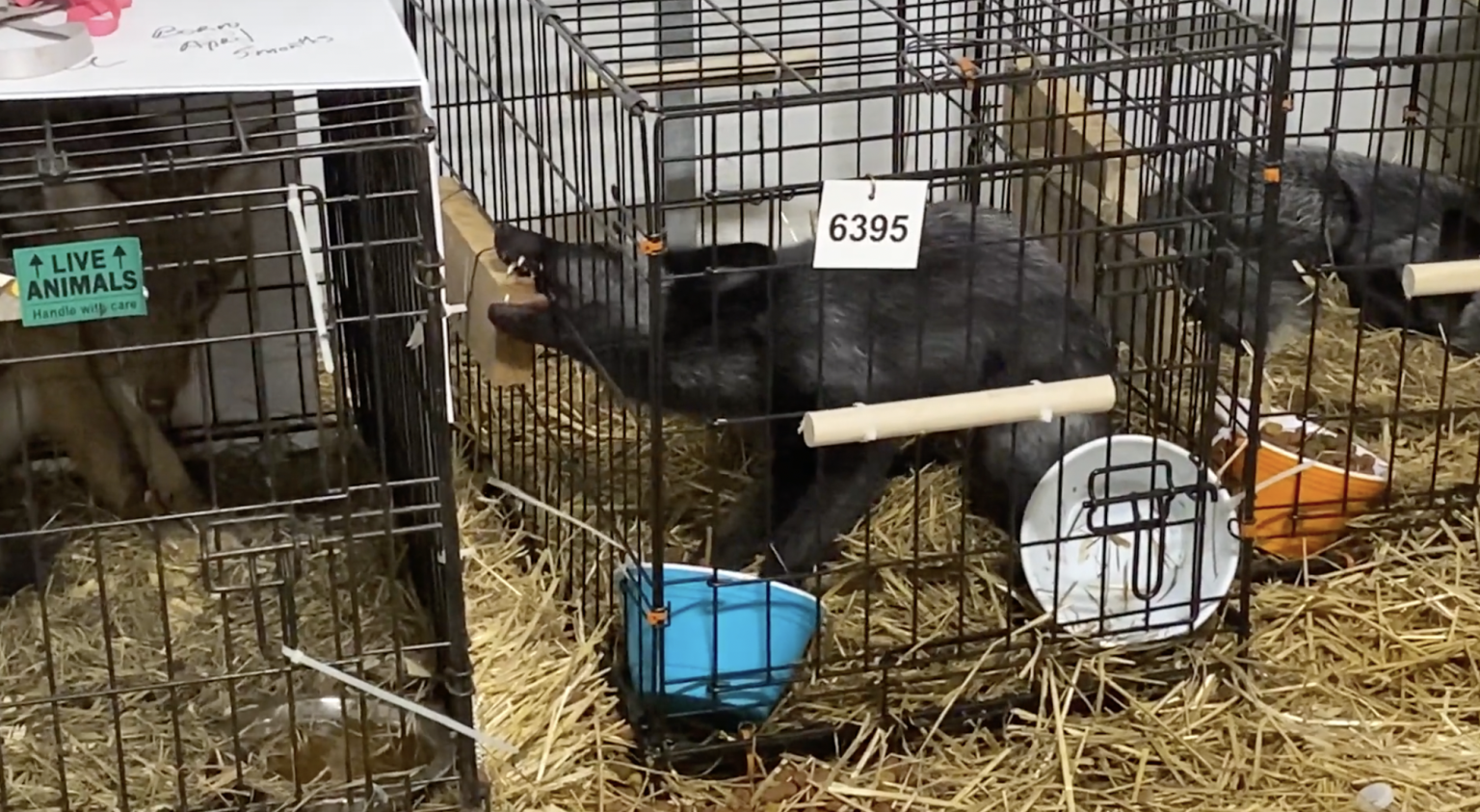 PHOTOS Cruelty on Display at the Mt. Hope Auction PETA