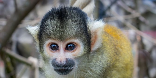 Close up of a squirrel monkey's face