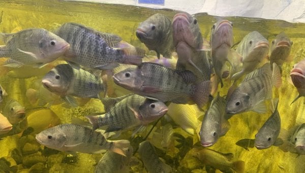 Photo taken from SeaQuest Trumbull showing crowded conditions of the tilapia tank