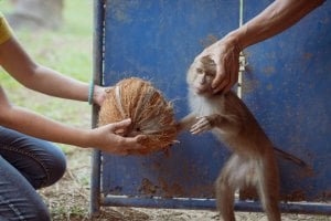 person holding monkey's head as another person extends coconut