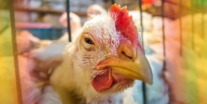 chicken squinting from cage with extra color edges