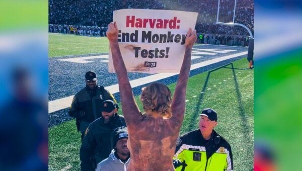 harvard protester blurred edges