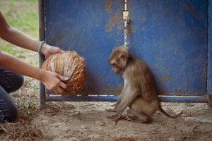 monkey being offered coconut