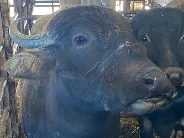 mount hope auction water buffalo with laceration marks on snout