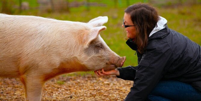 pig at sanctuary getting chin scratched