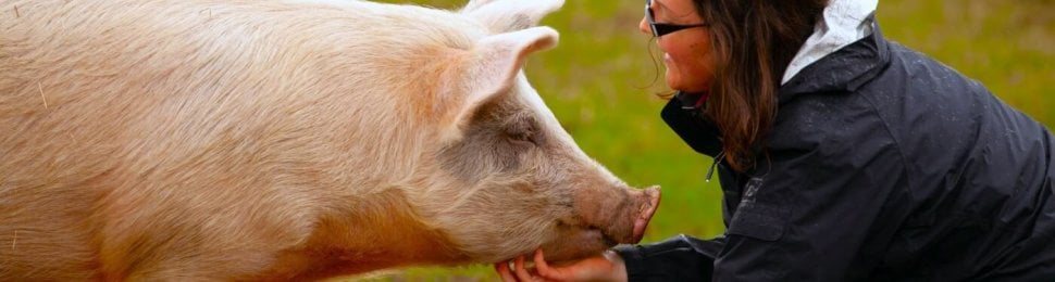 pig at sanctuary getting chin scratched