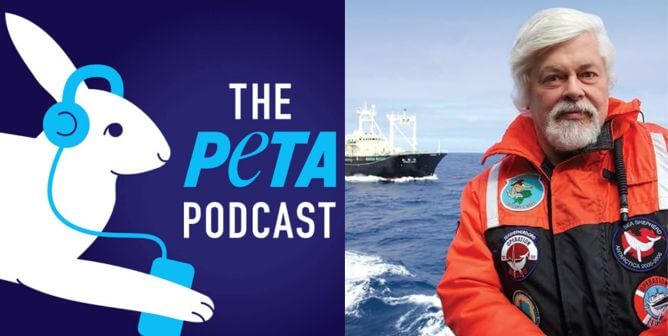 PETA Podcast logo and Captain Paul Watson next to ship