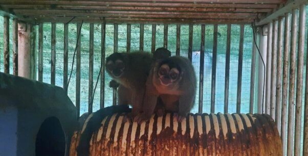 monkeys at Caucaseco Scientific Research Center in Colombia